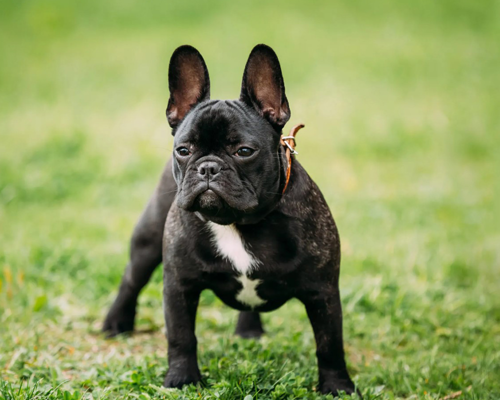 French Bulldog