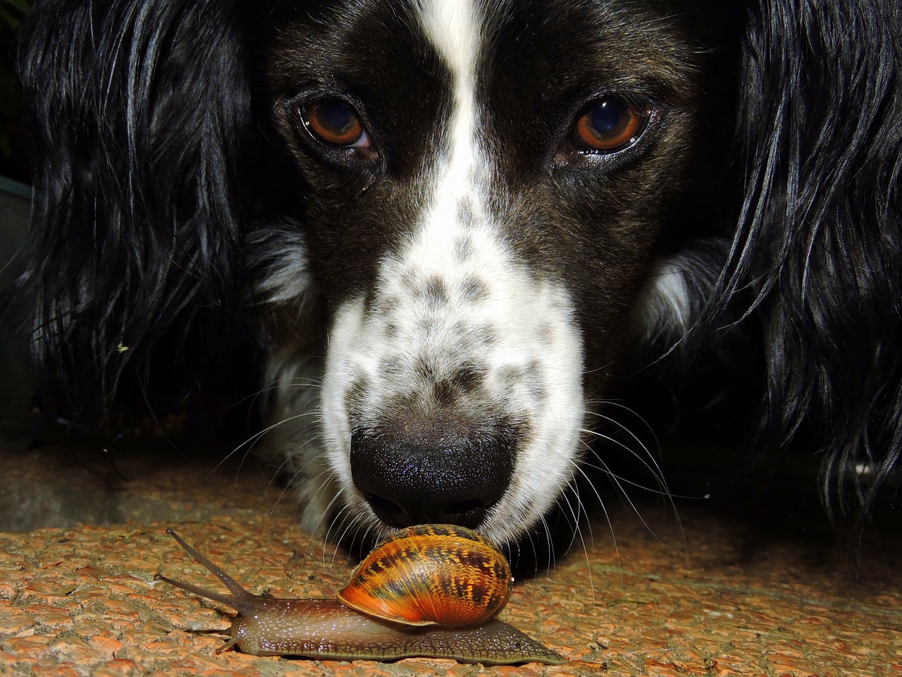 dog, snail, to watch