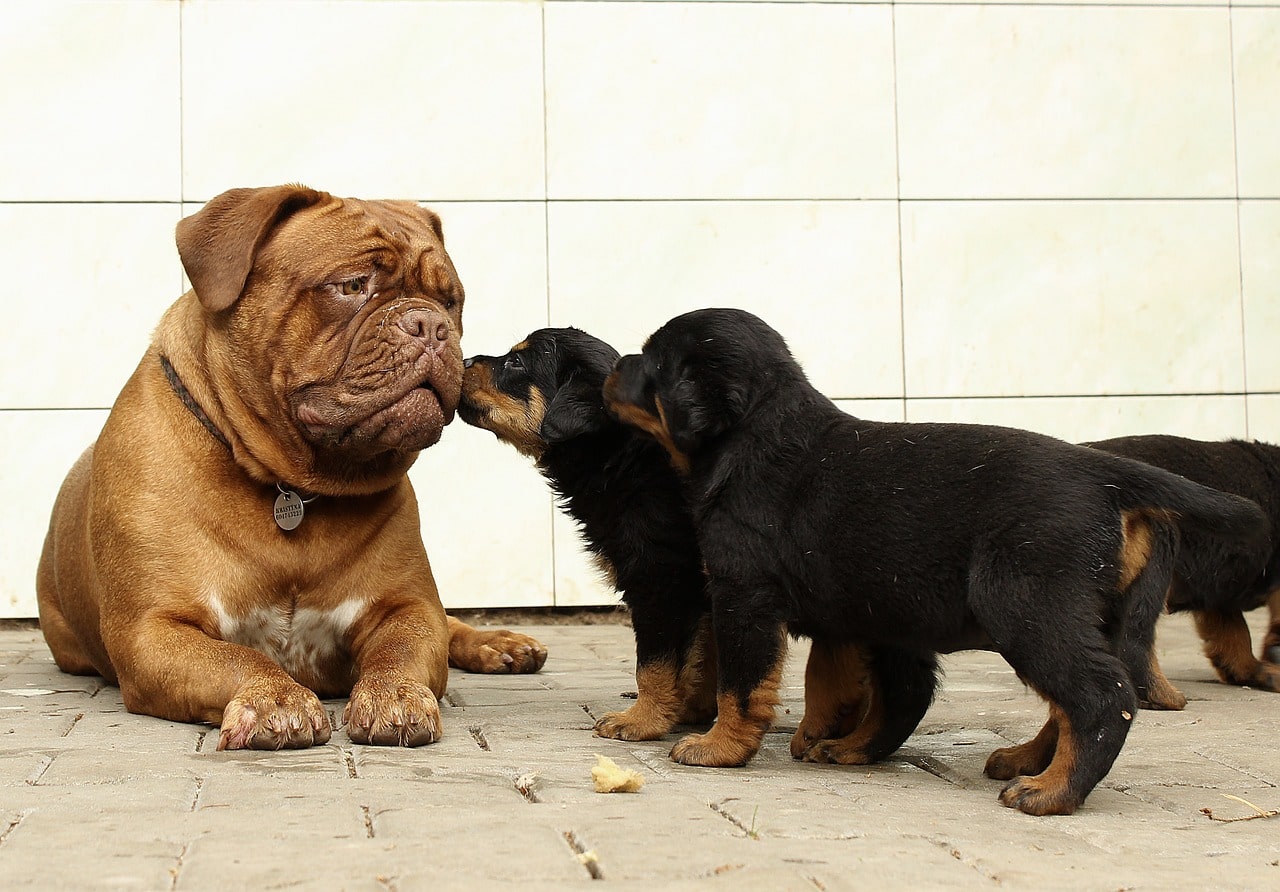 rottweiler, puppy, dog
