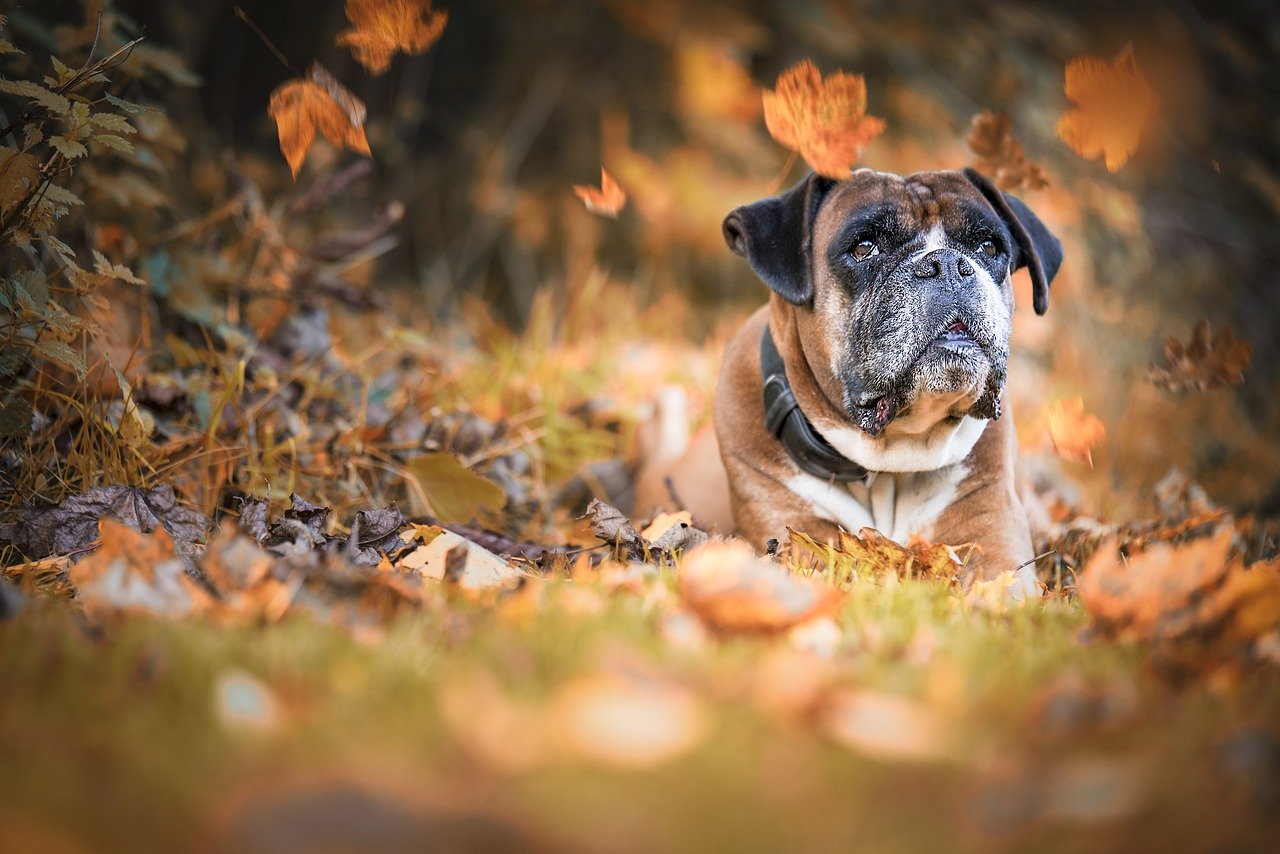 dog, boxer, autumn