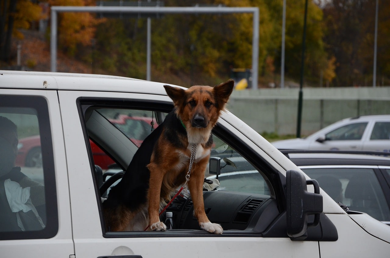 dog, car, car window