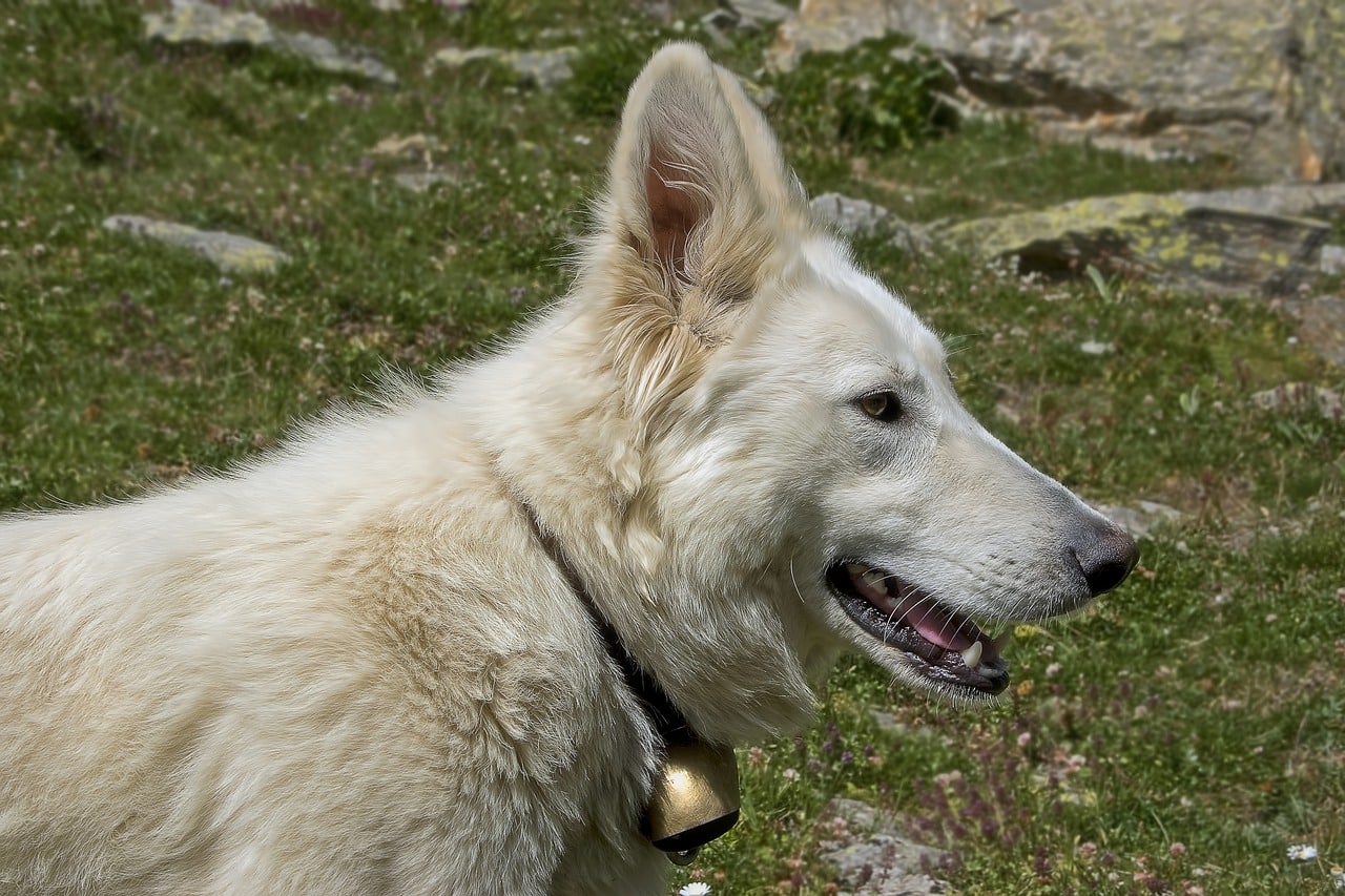 shepherd dog, wolf dog, white dog