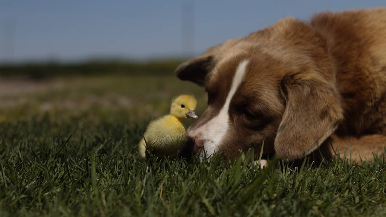 duck, ducklings, duckling