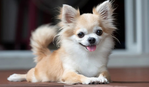 Top 10 Tiniest Dog Breeds in the U.S.