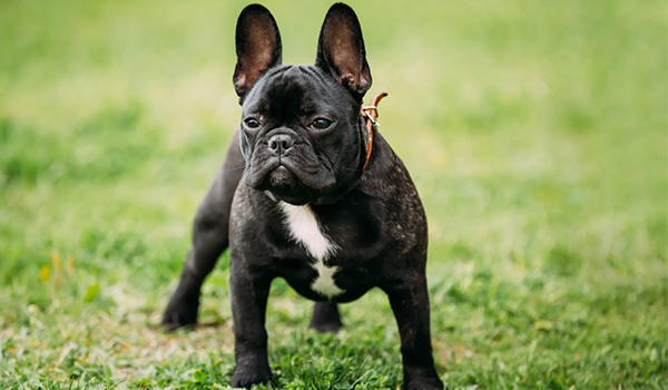 French Bulldog