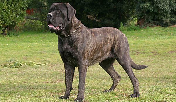 Top 10 Largest Dog Breeds in the U.S.