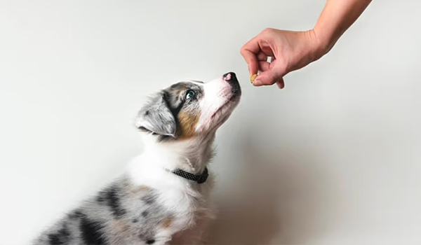 Training: Why Treats and Praise Work Better Than Punishment