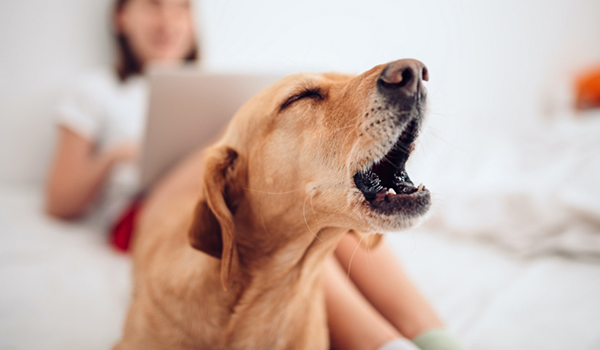 How to Stop Excessive Barking: A Guide to a Quieter Dog