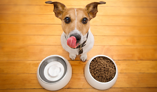 Top 5 Best Dog Foods in the U.S.