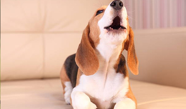 Why Dogs Howl When Left Alone and How to Help Them Stop