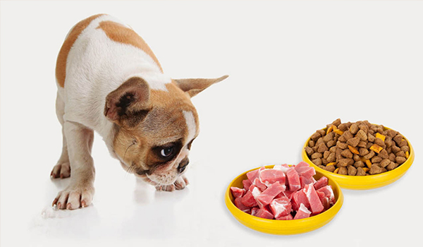 Wet vs. Dry vs. Raw Dog Food: Which Is Best for Your Dog?