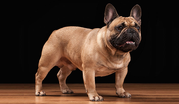 French Bulldog