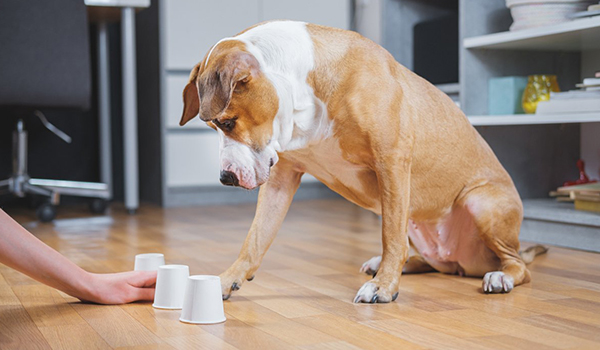 Brain Games for Dogs: 10 Fun Indoor Activities to Beat Boredom