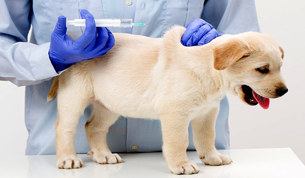 Dog Vaccination: Schedule and Typical Costs