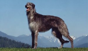 Scottish Deerhound