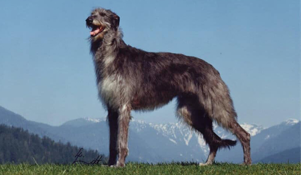 Scottish Deerhound